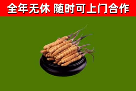 义乌回收冬虫夏草